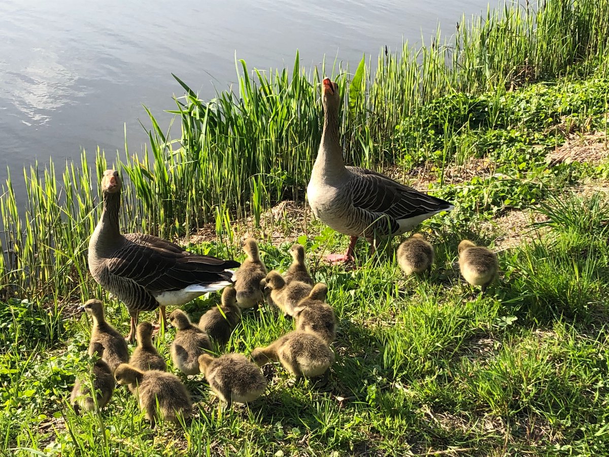 2JanHuisman's tweet photo. @sallandia Iets verderop langs het kanaal een setje met 8 en een setje met 14 kleintjes. https://t.co/aKGTYuAY7V