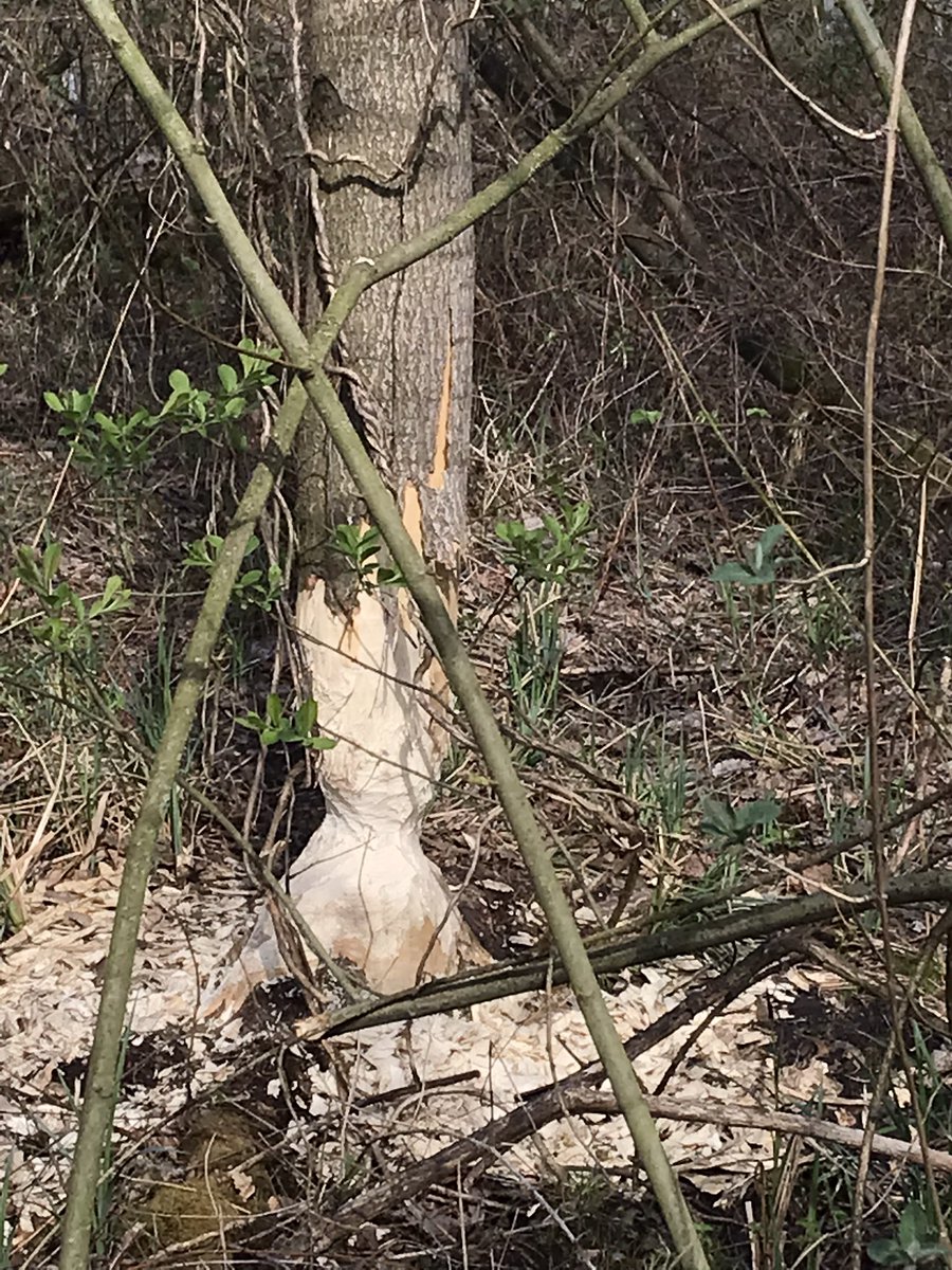 HarrySuilen's tweet photo. De #Swalm . Biotoop voor o.a. #bever en #ijsvogel en met begeleiding van mooie #broekbossen met nu bloeiende #dotterbloem https://t.co/hxol9Sf9gO