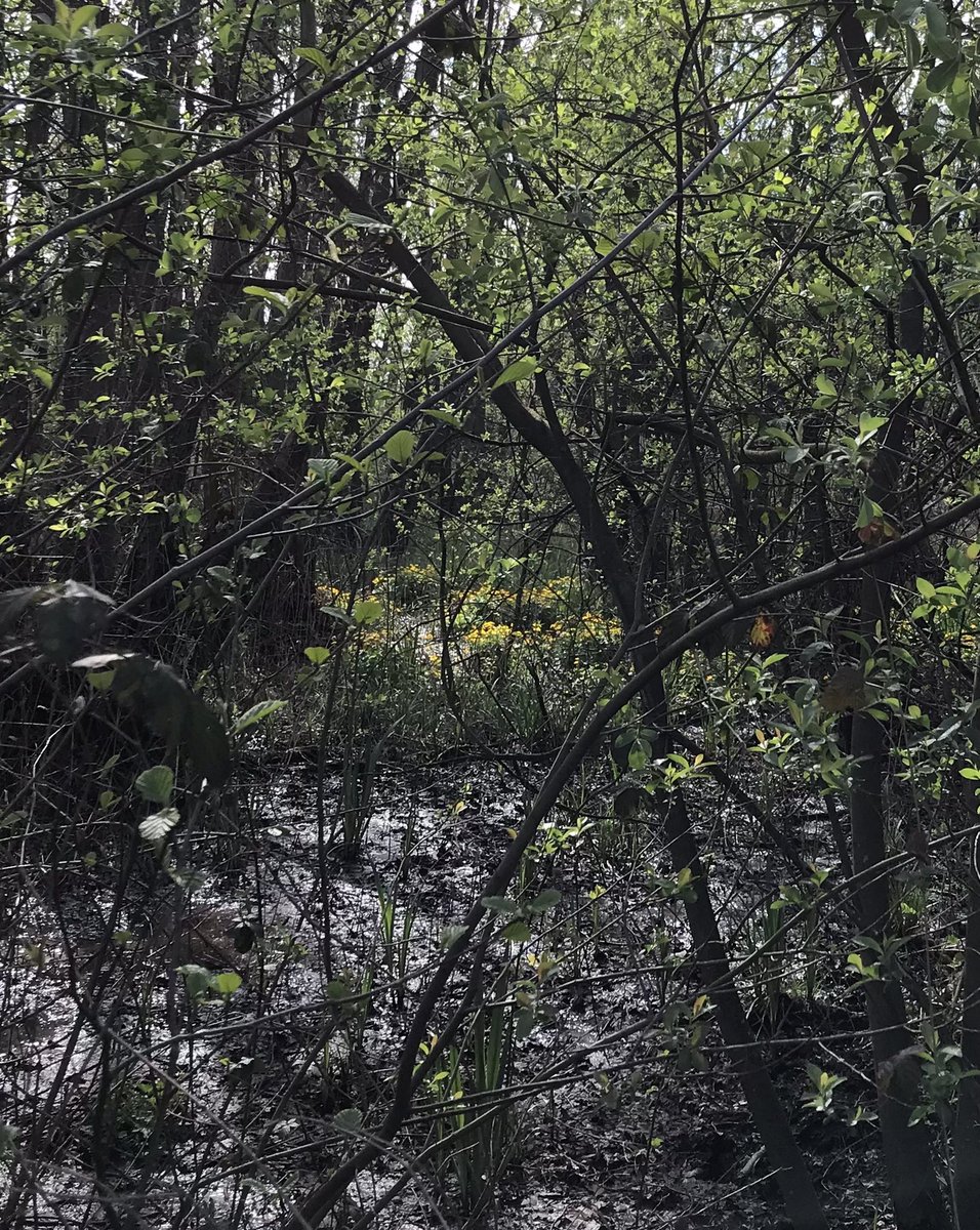 HarrySuilen's tweet photo. De #Swalm . Biotoop voor o.a. #bever en #ijsvogel en met begeleiding van mooie #broekbossen met nu bloeiende #dotterbloem https://t.co/hxol9Sf9gO
