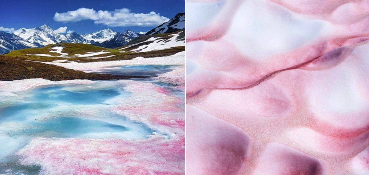 Snow/cryosphere Twitter: we (me, <a href="/DrLimnology/">Dr. Jim Elser, PhD 🇺🇸</a>, @trinity_lh) are starting a US-based snow algae project and need to find a spectroradiometer to use until ours arrive (supply chain issues).

Anyone want to collaborate/help us? If yes, get in touch. Also please share widely!