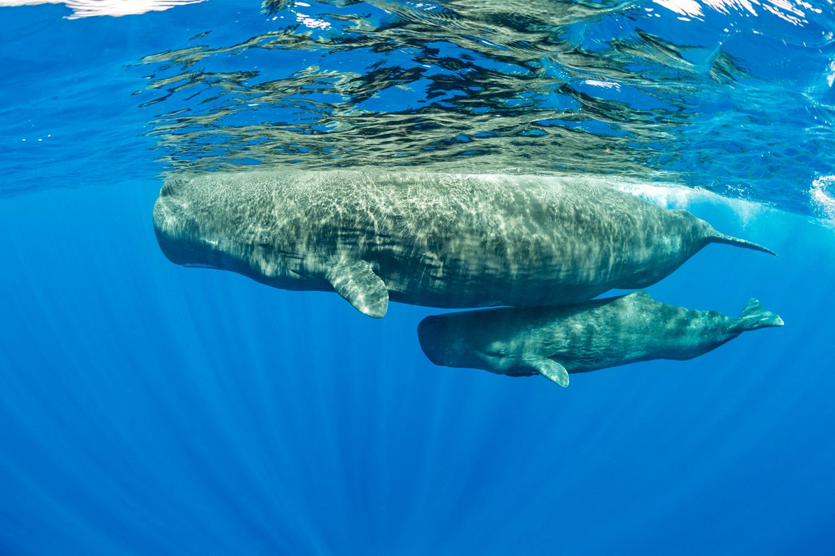 [MAMAN CACHALOT] 🐋 💙 En ce jour où les mamans sont à l'honneur, on vous laisse avec cette beau câlin entre une mère cachalot et son fils dans la #Méditerranée. 🎥 Retrouvez-les dans l'épisode 2 disponible sur <a href="/france_tv/">Eurostream.tv</a> jusqu'au 11 juin : france.tv/france-2/medit…