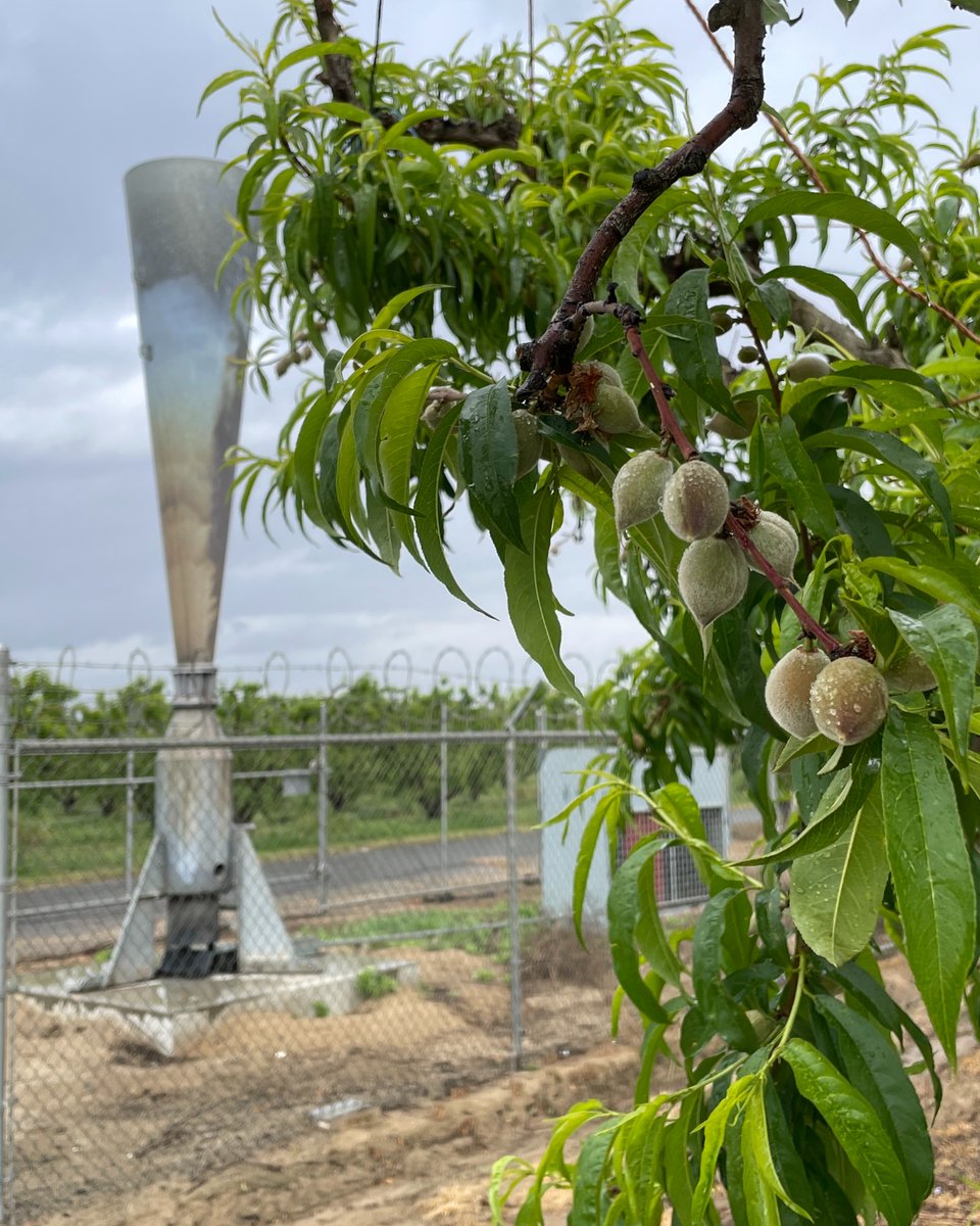 When there's a chance of hail while fruit is developing in our orchards, we sometimes use hail cannons in an attempt to prevent damage to our crops. #hailcannon #HMCfarms