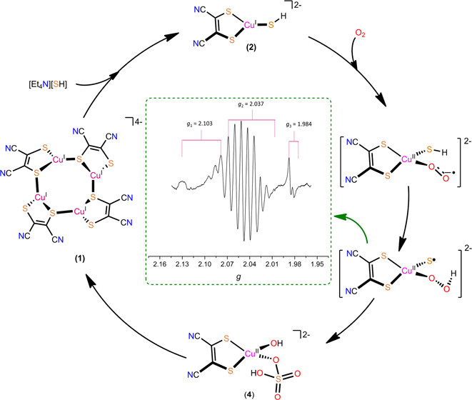 bhkenlo's tweet photo. Oxygen Activation by a Copper Complex with Sulfur-Only Coordination Relevant to the Formylglycine Generating Enzyme https://t.co/sVglS9bSyb Moula, Bose, Pal, and co-workers @InorgChem #copper #hydrosulfido #thiolate #O2activation #FGE #rR #EPR #DFT #TDDFT https://t.co/aRFl3NyiQ4