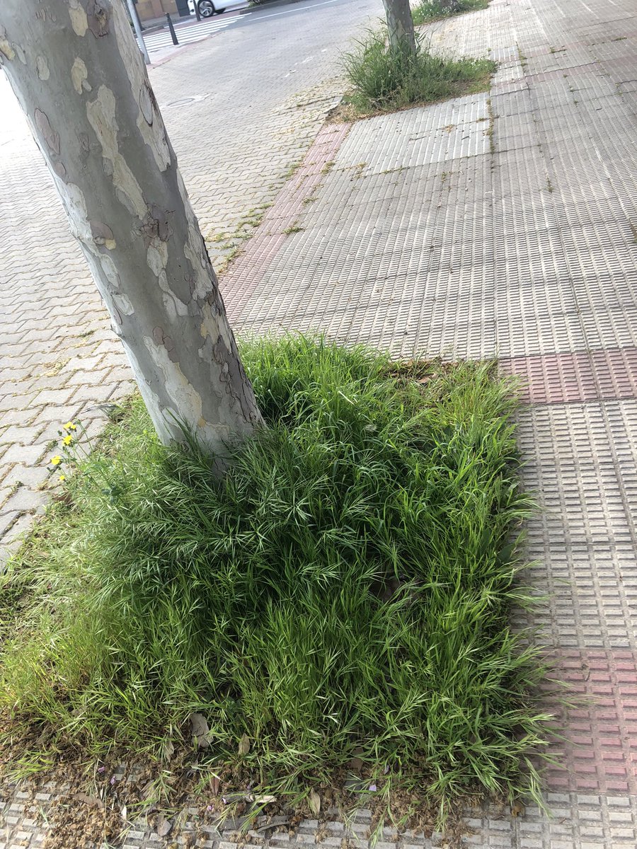 mmurgaf's tweet photo. @AytoLogrono Calle Oeste y alrededores. Por favor, pagamos para algo…¡Esto es una vergüenza! https://t.co/YspW7l4UxA
