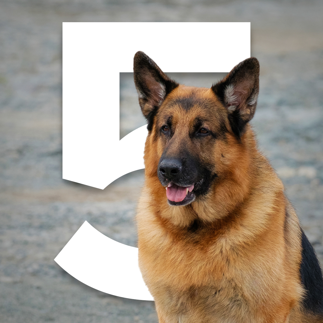 It's official!! #HudsonAndRex will return 🐾 Stay tuned @HudsonAndRex for updates