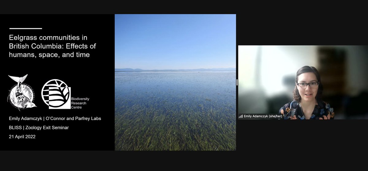 OConnorLab (@oconnorlab) on Twitter photo We are so proud of <a href="/eadamczyk8/">Dr. Emily Adamczyk</a>! She is delivering a beautiful exit seminar right now for <a href="/UBCBiodiversity/">UBCBiodiversity</a> BLISS. Three chapters of multisite, multiyear subtidal field surveys and an experiment to understand seagrass associated biodiversity in BC. Congrats Emily!! We are so proud of <a href="/eadamczyk8/">Dr. Emily Adamczyk</a>! She is delivering a beautiful exit seminar right now for <a href="/UBCBiodiversity/">UBCBiodiversity</a> BLISS. Three chapters of multisite, multiyear subtidal field surveys and an experiment to understand seagrass associated biodiversity in BC. Congrats Emily!!