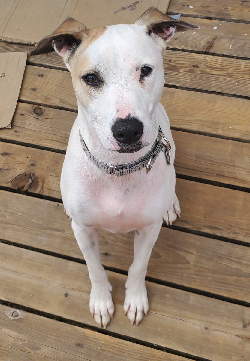 justin_brecht's tweet photo. @BrittanyFalkers @OregonDogRescue The shelter called him Zero. We renamed him Hero. It sounds the same to him and he went from a Zero to Hero overnight! https://t.co/TCvMzRkFZH