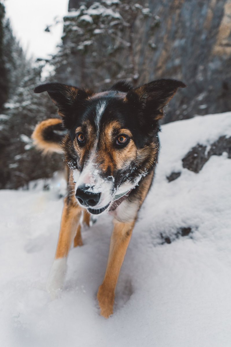 I really like this Choss pic and life is too short and unpredictable to not post it right now #EpilepsyAwareness #epilepsy #canineepilepsy #epilepsywarrior