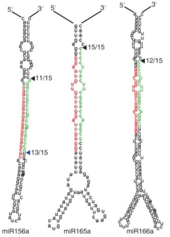 New Article: "R-loops at microRNA encoding loci promote co-transcriptional processing of pri-miRNAs in plants" rdcu.be/cLQhp

See thread below from the authors: