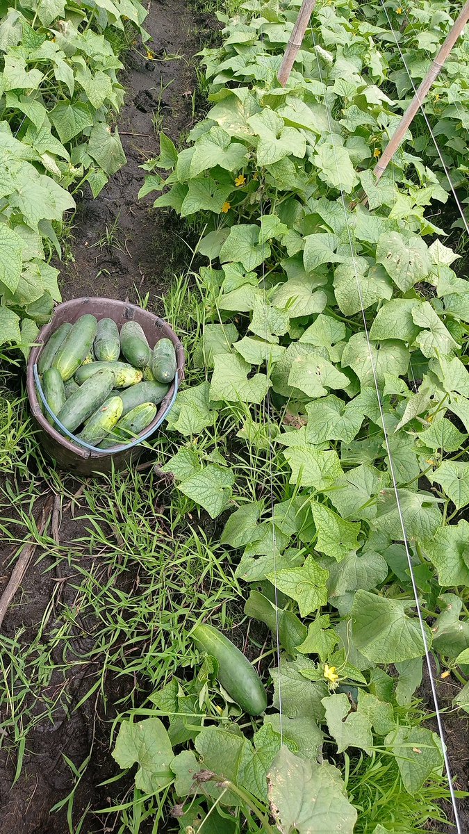 VTakotako's tweet photo. En tant que futur Agronome je n'aurai qu'un seul but. Bien nourrir les camerounais https://t.co/ArgZyEgID4