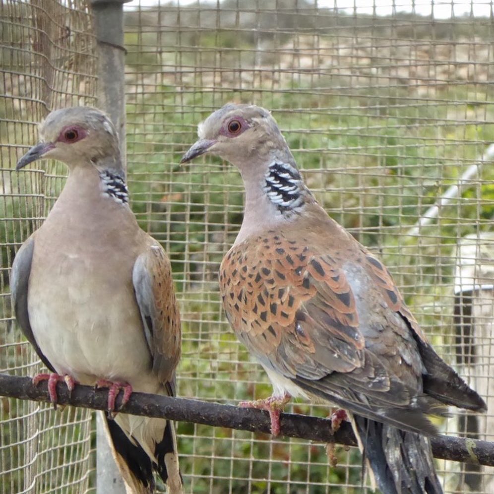 ⚠️ Special operation against illegal bird trapping on #Gozo: On Malta’s neighbouring island of Gozo, CABS staff and Gozo police shut down seven illegal bird trapping installations yesterday. More here 👉 instagram.com/p/CcnsktcKmq-/…