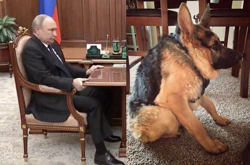 pirozhuk's tweet photo. А ты волк гордый или собака сутулая? https://t.co/Dp48Uzs3Cx