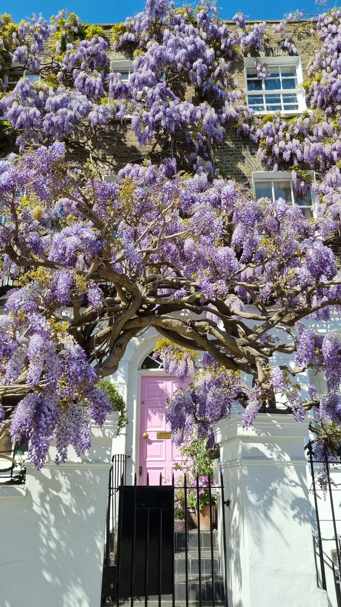 simplyrasha's tweet photo. Finally got to see this Insta-famous house in reality 💜 #wisteriahysteria https://t.co/cNBYqpyRKL