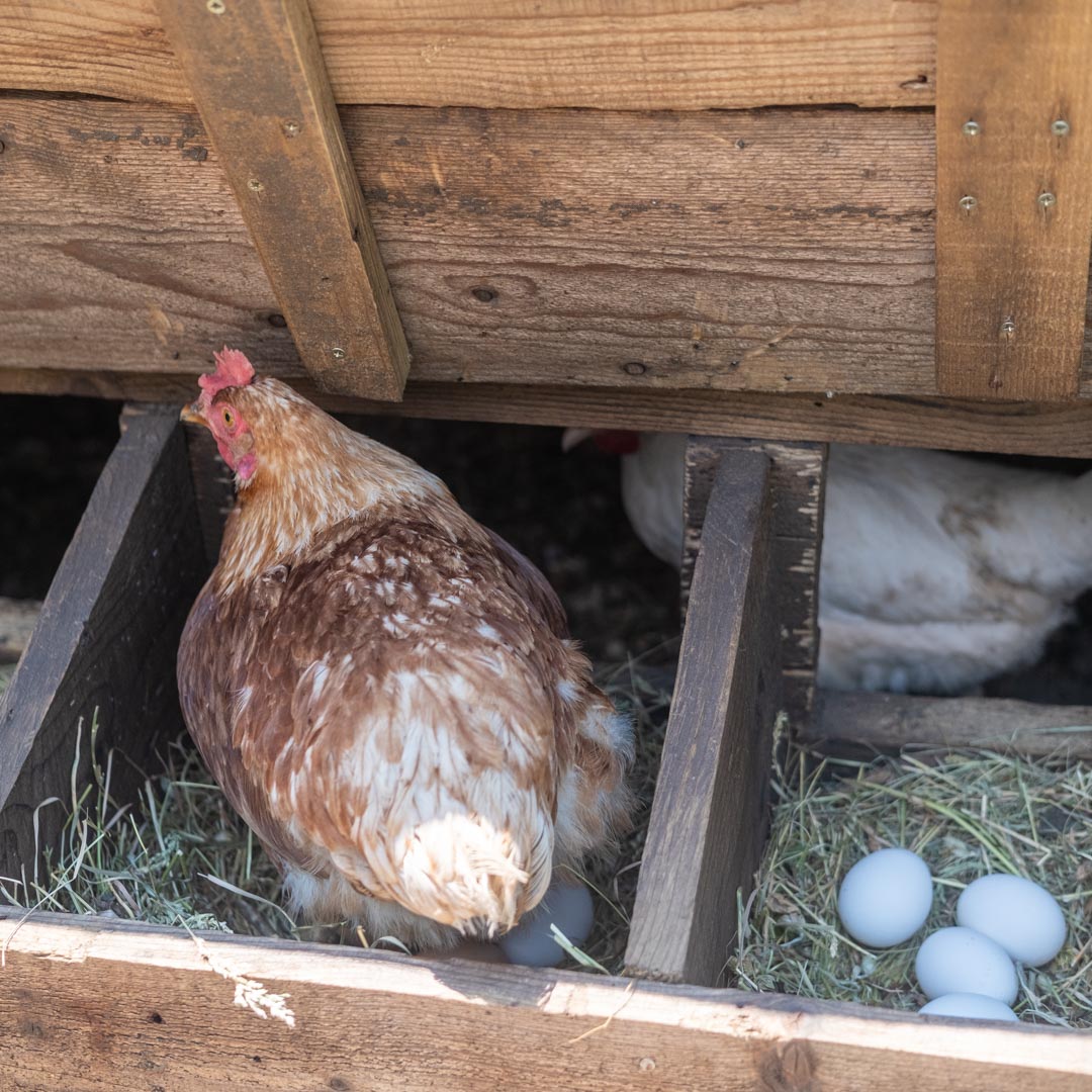 meanderbug's tweet image. Looking for a farm stay near the coast of #Montenegro that has amazing #FarmToTable foods and all the farm life? Check out Dide Selo on the app!
#farmstay #hikingadventures