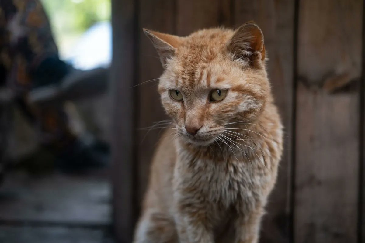 meanderbug's tweet image. Looking for a farm stay near the coast of #Montenegro that has amazing #FarmToTable foods and all the farm life? Check out Dide Selo on the app!
#farmstay #hikingadventures