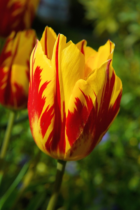 Tip Toe Thru The Tulips 

digitalrainbowz.blogspot.com/2022/04/tip-to…

#TipToeThruTheTulips   

#TerrificTulips  

#FantasticFlowers 

#RainbowFlowers
