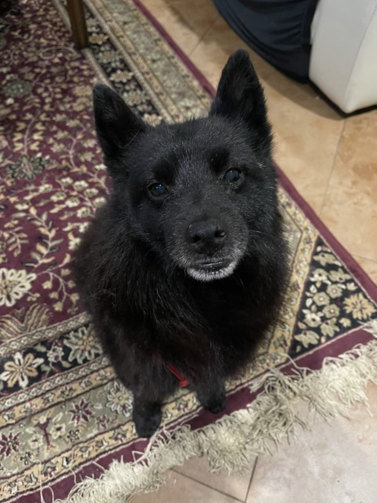 Ahoppy1's tweet photo. @darth I know I’m late but Dozer would like to say hi too. 💜 https://t.co/f3cvIu76LR