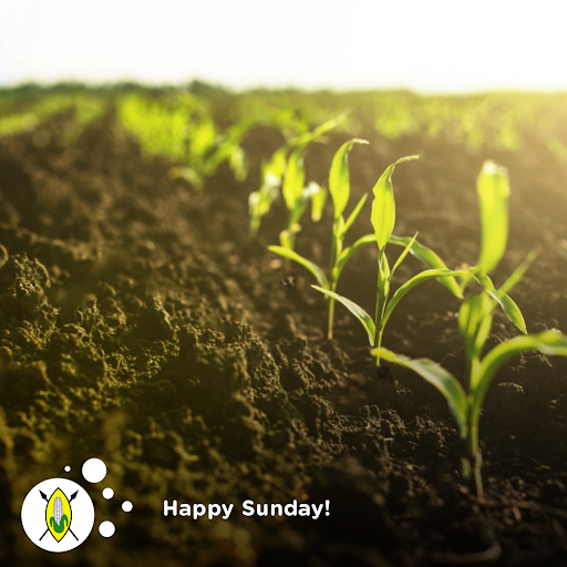 NCPB_KE's tweet photo. Farming to build a healthy nation. Happy Sunday!
#NCPBReforms
#NCPB https://t.co/8XUorpUDEh