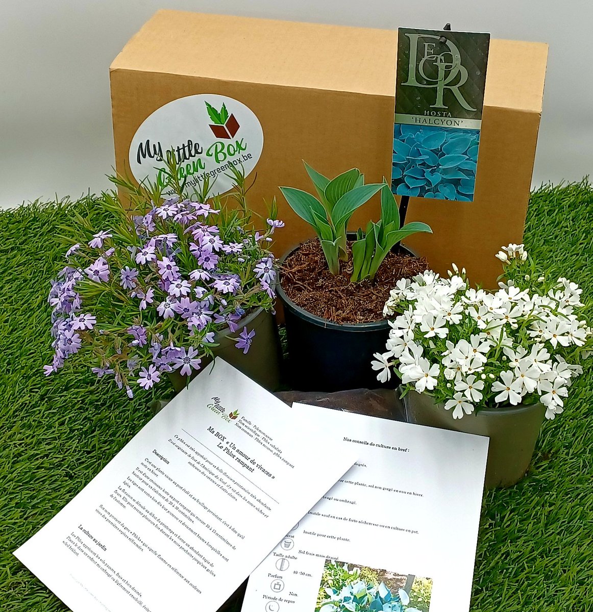 MyLittleGreenB2's tweet photo. 𝑵𝒐𝒕𝒓𝒆 𝒅𝒆𝒓𝒏𝒊è𝒓𝒆 𝒃𝒐𝒙 "𝑼𝒏 𝒂𝒎𝒐𝒖𝒓 𝒅𝒆 𝒗𝒊𝒗𝒂𝒄𝒆𝒔"
🌱🌺🌿🌼🌱

Vous y avez trouvé deux Phlox subulata et un Hosta 'Halcyon' 🌿🌿 

#mylittlegreenbox #mlgb #unamourdevivaces #green #plantaddict #plants #jardin
#garden #gardening #phlox #hosta #hostahalcyon https://t.co/d0j1Ihh2Wv