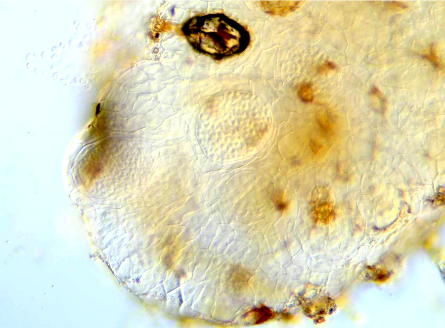 Botanical_'s tweet photo. Methodologies for soil extraction and conservation analysis of #ferns and #lycophytes with belowground gametophytes. By Donald Farrar &amp; Cindy Johnson in #AppsPlantSci's #Gametophyte Biology special issue. https://t.co/zNKtzDdaFj @wileyplantsci #iamabotanist #botany #Botrychium https://t.co/RYj5lTwSou