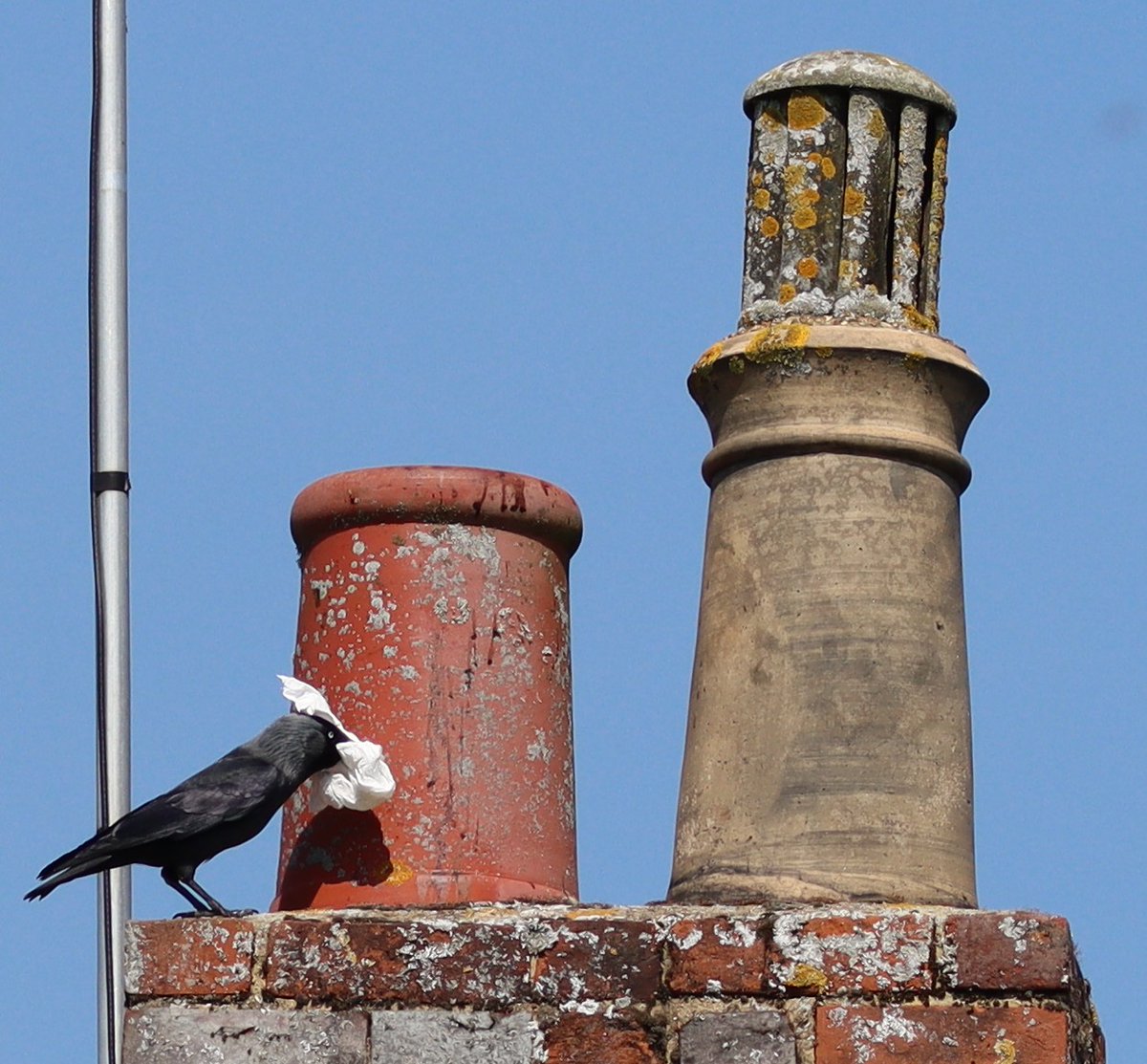 Dellboy29670181's tweet photo. #Photo #Corvid22
Just to show that Jackdaws follow the rules, unlike .@BorisJohnson
Here is one of my neighbours showing the importance of catching the virus in a tissue.
Subsequently the tissue was safely disposed of down the chimney👍 https://t.co/YsqtOe1NKj