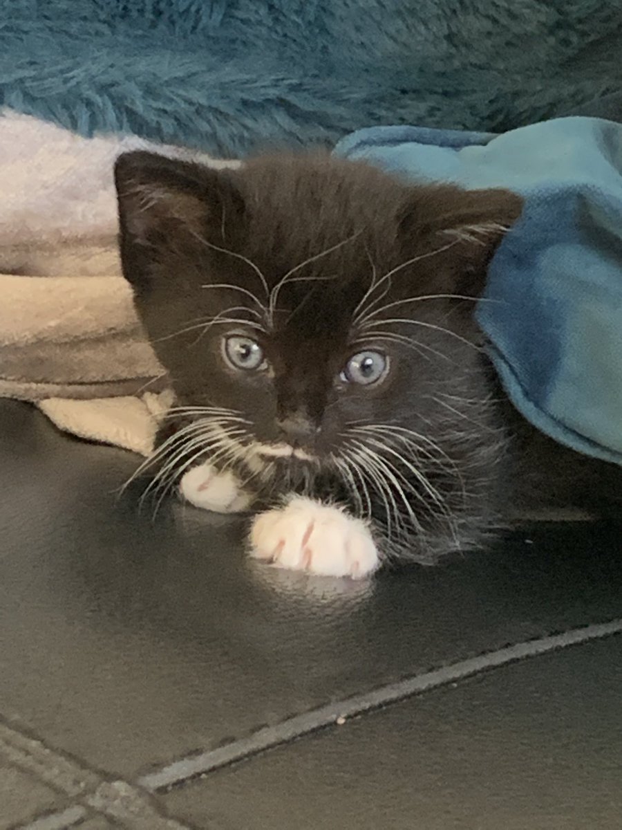 Shadow the Cat tweet media