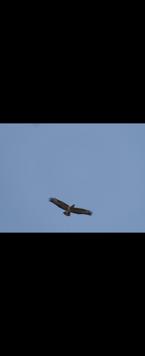 Some #birdphotography taken during surveys conducted today on the marshes for my #PhD.
Was wondering why this buzzard(?) and crow were fighting...turns out zooming into the 2nd picture you can just about see a mouse the buzzard had caught, that the crow clearly wanted in on.