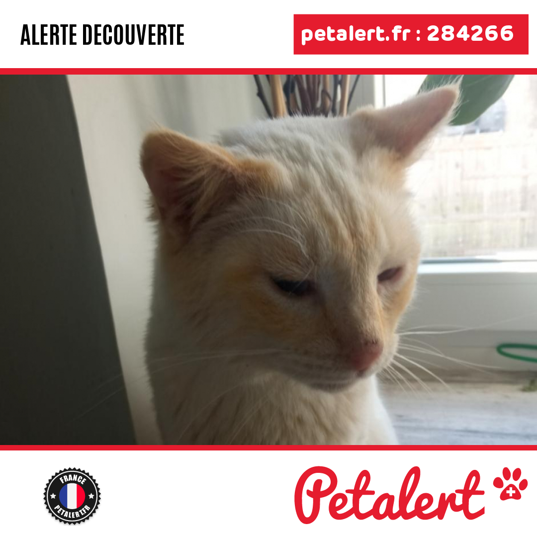 petalert_france's tweet photo. Trouvé #Chat #Meuse #Euville #Petalert #PetAlert55 / https://t.co/HDLypD68Tc https://t.co/Z5MFtC13wf