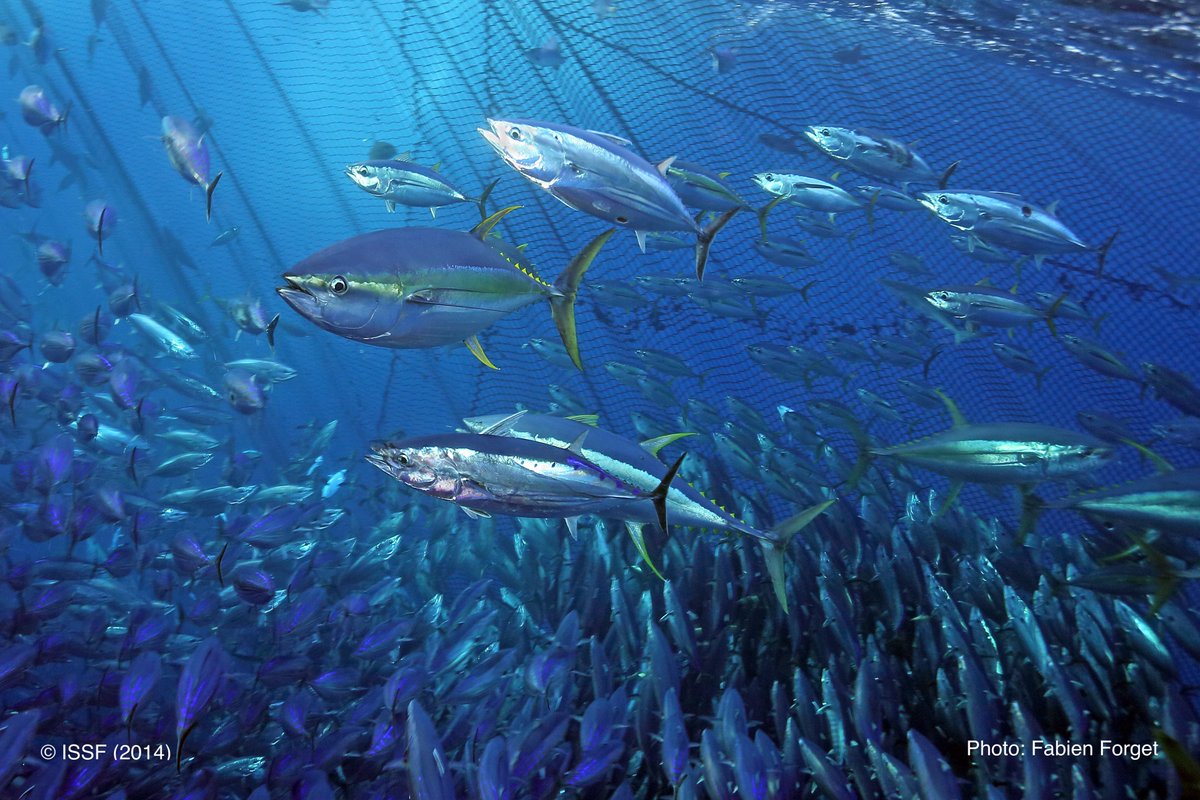 ISSF's tweet photo. NEW: Our Annual Compliance Report shows a conformance rate in 2021 of 99.6% with ISSF conservation measures by 25 ISSF participating companies. Read more: #ConservationMeasures #Sustainability https://t.co/CgvClEu51I https://t.co/vLp74kL3XK
