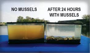 SynBio1's tweet image. Stop glamorizing the hustle and start glamorizing the mussel