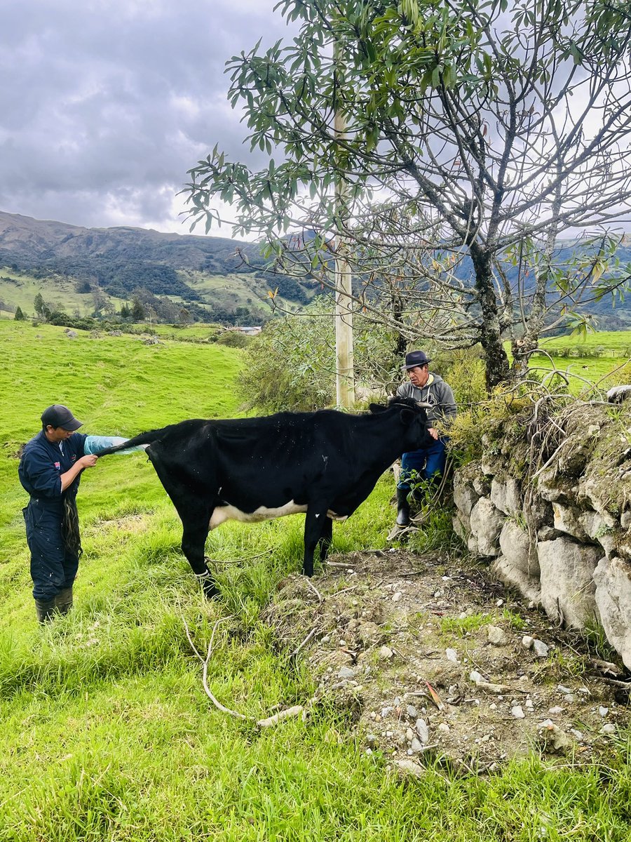 Realizamos el proceso de <a href="/inseminacion/">Bernardo Ferreira</a> artificial a favor nuestros ganaderos del cantón, mediante el convenio con el <a href="/AgriculturaEc/">Agricultura, Ganadería y Pesca Ecuador 🇪🇨</a>. El objetivo es  mejorar la genética en el ganado. <a href="/GADSANFERNANDO1/">Gad San Fernando</a> <a href="/claudiomarloja/">Claudio Omar Loja</a>