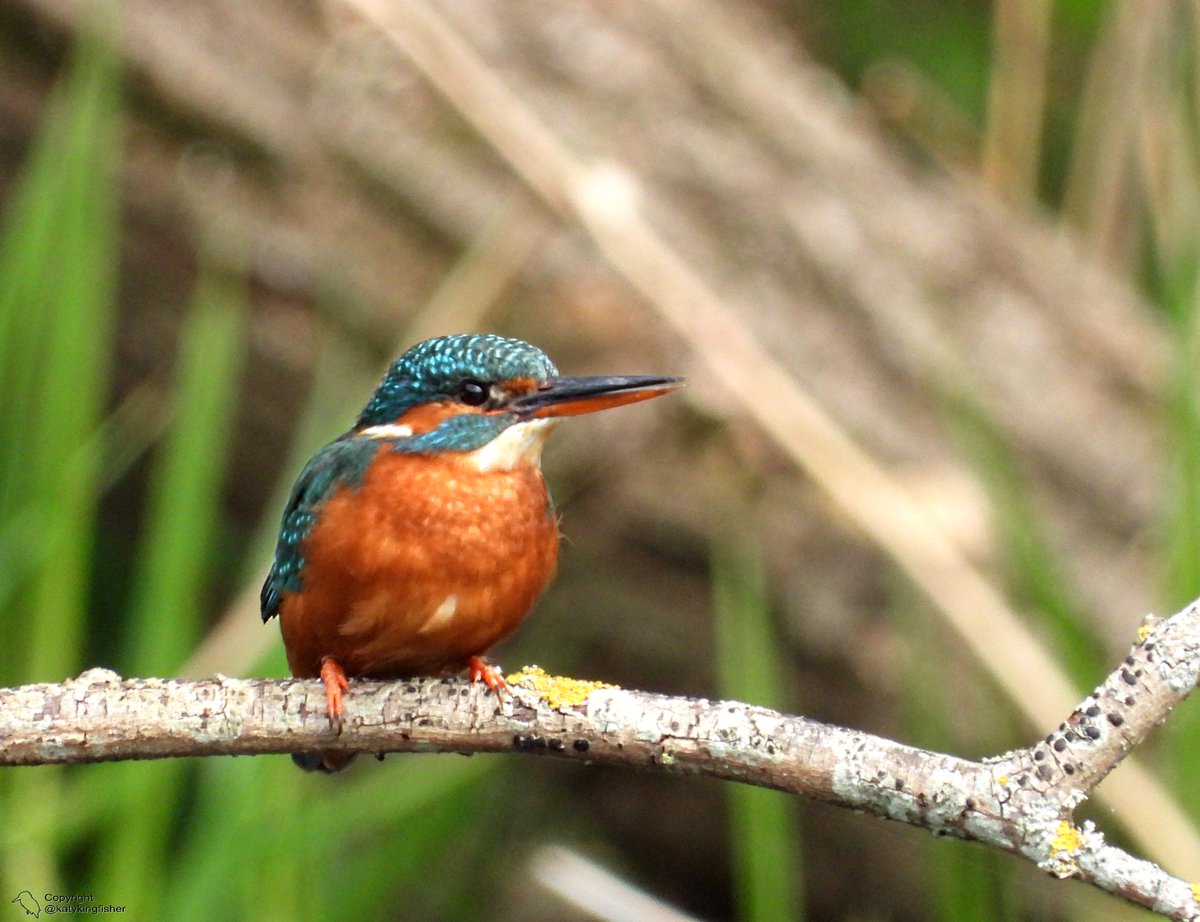 KatyKingfisher's tweet photo. Female Kingfisher seen at the Kingfisher hide Wednesday afternoon @RSPBRyeMeads @RSPBEngland https://t.co/bMKm7qklgB