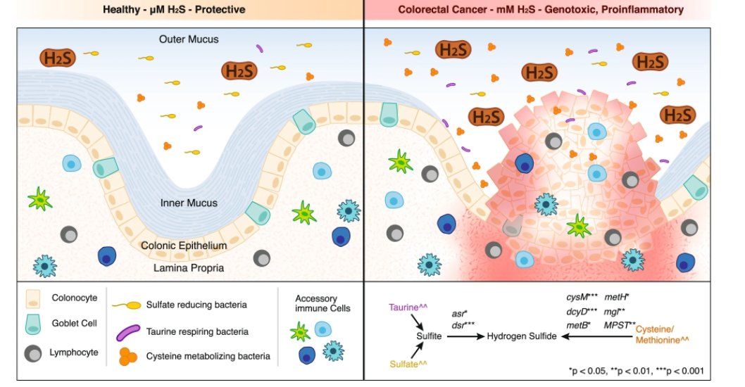 PatriciaGWolf1's tweet image. Our article &quot;Diversity and distribution of sulfur metabolic genes in the human gut microbiome and their association with colorectal cancer&quot; is finally out in Microbiome. So thankful to @KarthikGeomicro and Elise Cowley for undertaking this effort!  1/2 rdcu.be/cLQqQ