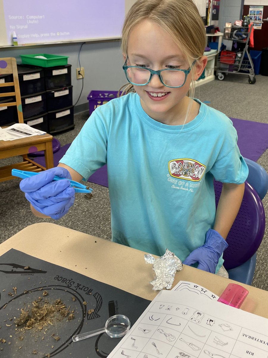 cappy812's tweet photo. Case of the missing animals SOLVED! The owls ate them! We dissected owl pellets &amp; identified birds, shrews, &amp; moles, by looking at bones. We ❤️science!🦉@BinfordBadgers @RogBinPTO @MCCSC_EDU @STEMtoThem @FOSSscience @audubonsociety @BarnOwlTrust https://t.co/N7aRSqPFpE
