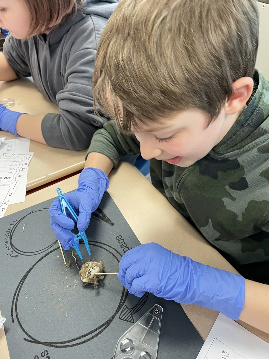 cappy812's tweet photo. Case of the missing animals SOLVED! The owls ate them! We dissected owl pellets &amp; identified birds, shrews, &amp; moles, by looking at bones. We ❤️science!🦉@BinfordBadgers @RogBinPTO @MCCSC_EDU @STEMtoThem @FOSSscience @audubonsociety @BarnOwlTrust https://t.co/N7aRSqPFpE