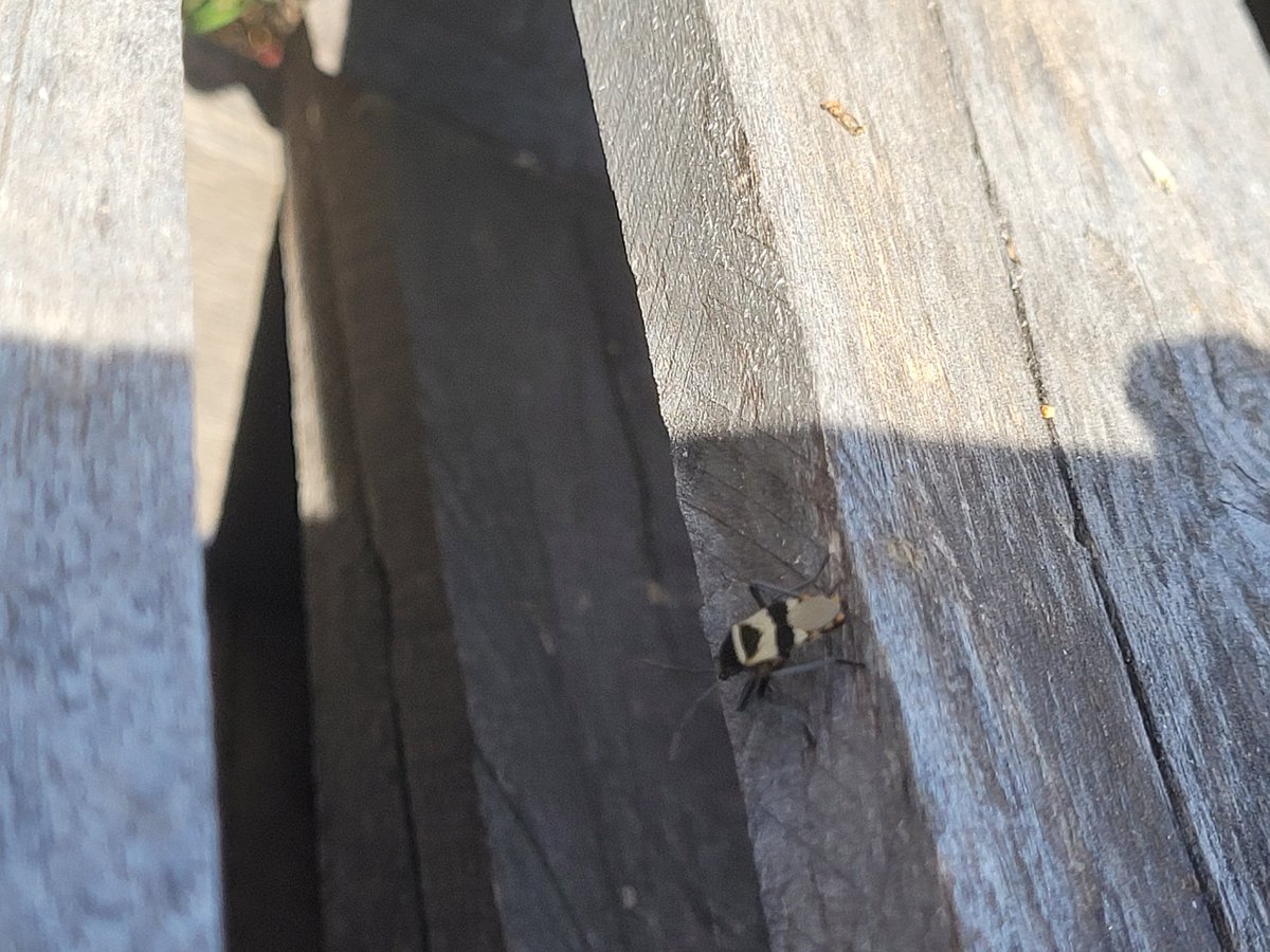 Es posible una agricultura con otro enfoque? La rta la vimos  en la recorrida de Paisajes Multifunc y áreas de biodiversidad que lleva adelante el equipo de AGD de Est el Manantial, felicitaciones <a href="/demian_monti/">Demian Monti</a> y <a href="/JulioPriotti/">Julio Priotti</a>..con <a href="/IvandSaban/">Ivand Sabán</a>, <a href="/amilcar_ginies/">Amilcar Ginies</a>,Ale Vollenweider...