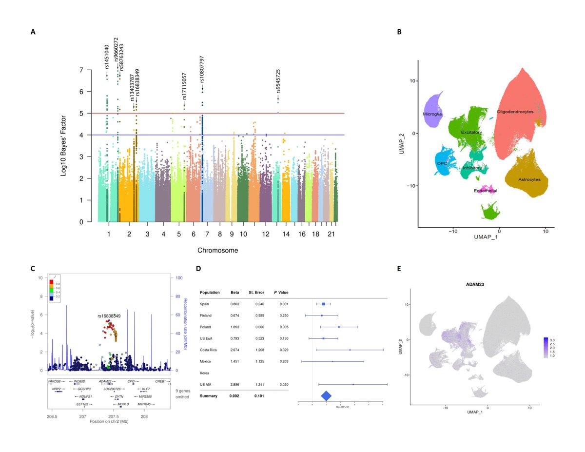 Why the first 24 hours after stroke are important?  Our study published in <a href="/Brain1878/">Brain</a> used GWAS and eQTL to identify genes regulates neuronal excitably as key players in  in the long-term recovery of the patients. <a href="/Neuro_Genomics/">NeuroGenomics and Informatics Center</a> <a href="/laura_actg/">Laura_Ibanez</a>  <a href="/JinMooLee1/">Jin-Moo Lee</a> medicine.wustl.edu/news/calming-o…