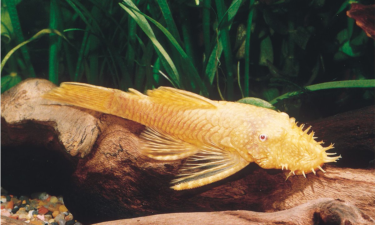 fishvets's tweet image. Happy Fun Fish Fact Friday! 🐠
Click the link below to learn more about the adorable albino bristlenose pleco!
@ instagram.com/p/CcoYx9GJFee/… 
Happy Friday!
😁🐟💙💛
📸: FTFFA
#fishvet #aafv #funfishfacts #aquaticvet