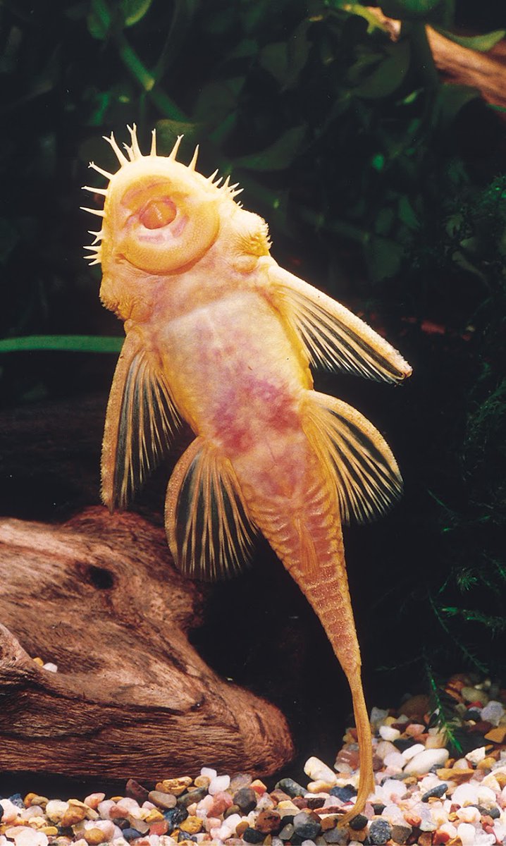 fishvets's tweet image. Happy Fun Fish Fact Friday! 🐠
Click the link below to learn more about the adorable albino bristlenose pleco!
@ instagram.com/p/CcoYx9GJFee/… 
Happy Friday!
😁🐟💙💛
📸: FTFFA
#fishvet #aafv #funfishfacts #aquaticvet