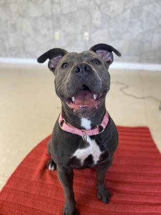 windsorhumane's tweet photo. "I'm Bailey, and I need a home! There's apparently some law in Ontario that says I'm not allowed to live here. Me and the people here think that's silly, but we're stuck with the law for now so I need a non-Ontario home. " 🐾
https://t.co/qfXjXCcLq1
#adoptmeplease #BSLsucks https://t.co/aVFnilDvHj