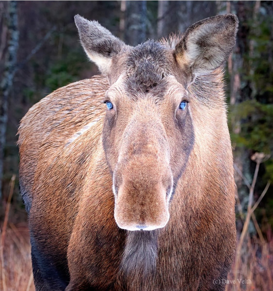 dloop1's tweet photo. White Walker Moose - Homer, AK
#travel #naturephotography #photography #naturelovers #beautiful #travelphotography #adventure #alaska  #nature #natwildmag  #Alaskalife #captureAlaska #kenai #Moose #wildlife #GameOfThrones https://t.co/9yDJ8D6eAJ