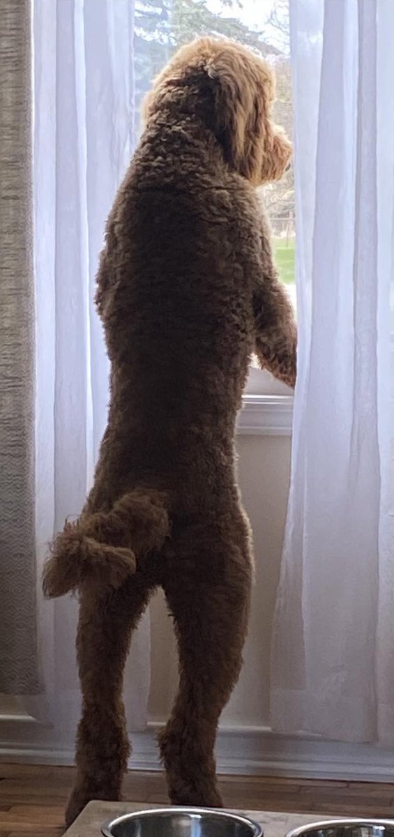 Prancer01862779's tweet image. Mom says I yook so talz when I stands on my hind yeggz