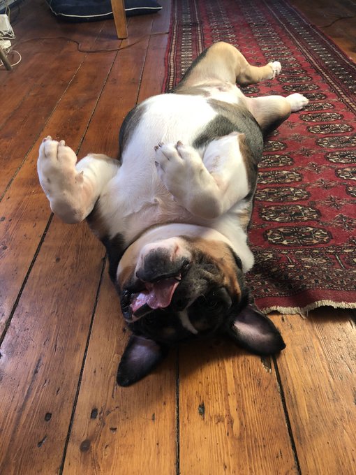 Happy #nationalbulldogday Charley #inhisfavoriteposition https://t.co/KgvP0bvsSu<a href="/tag/nationalbulldogday"class="tags">#nationalbulldogday</a><a href="/tag/inhisfavoriteposition"class="tags">#inhisfavoriteposition</a>
