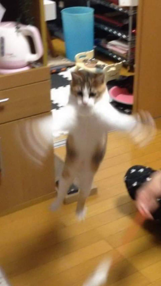 ハチワ レbot tweet media