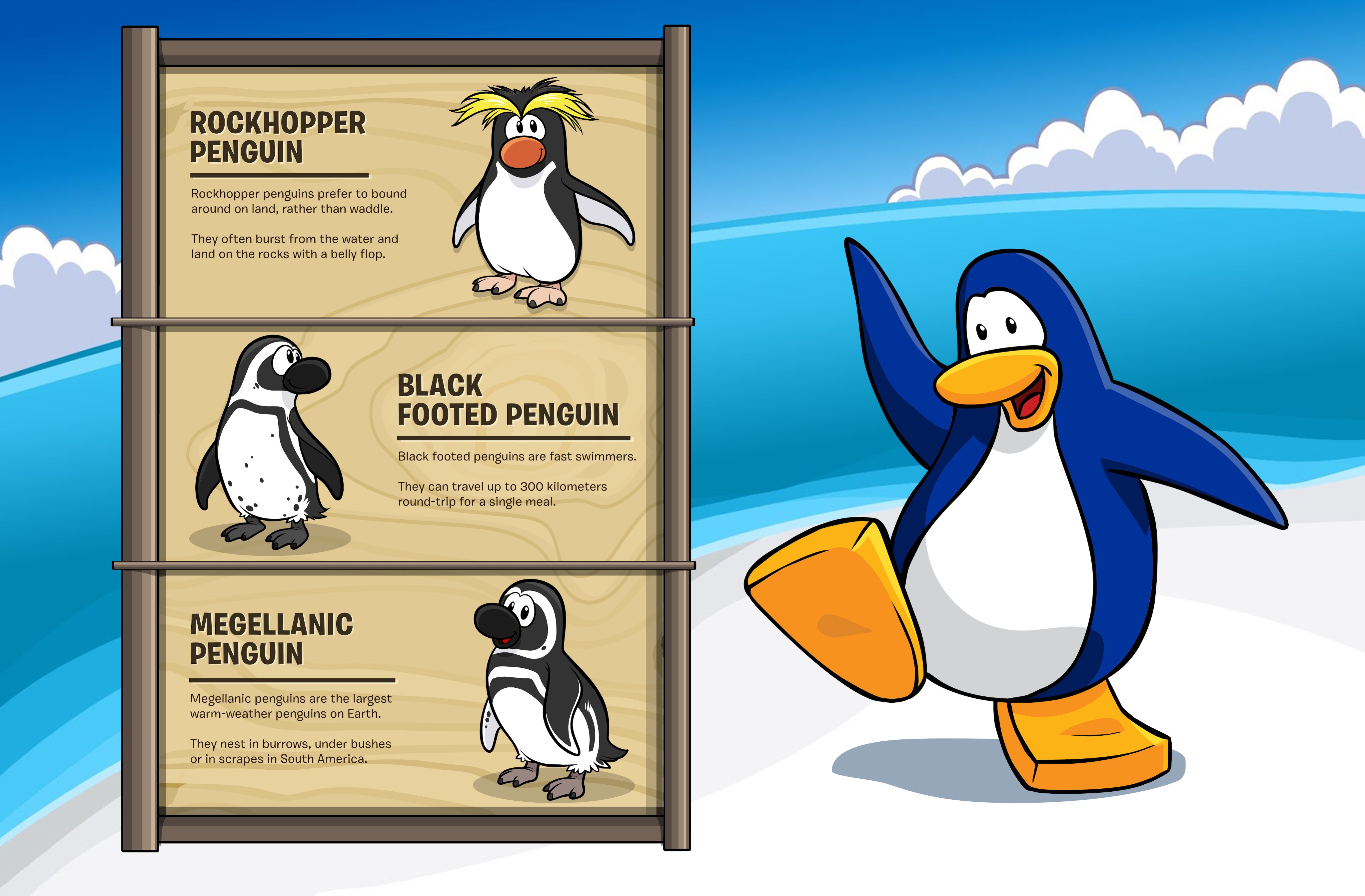 Club Penguin Lore on X: On Club Penguin's Earth, there are other species  of noncivilized penguins across the globe. These include: -Rockhopper  Penguins -Black-Footed Penguins -Magellanic Penguins (What species are the  CP
