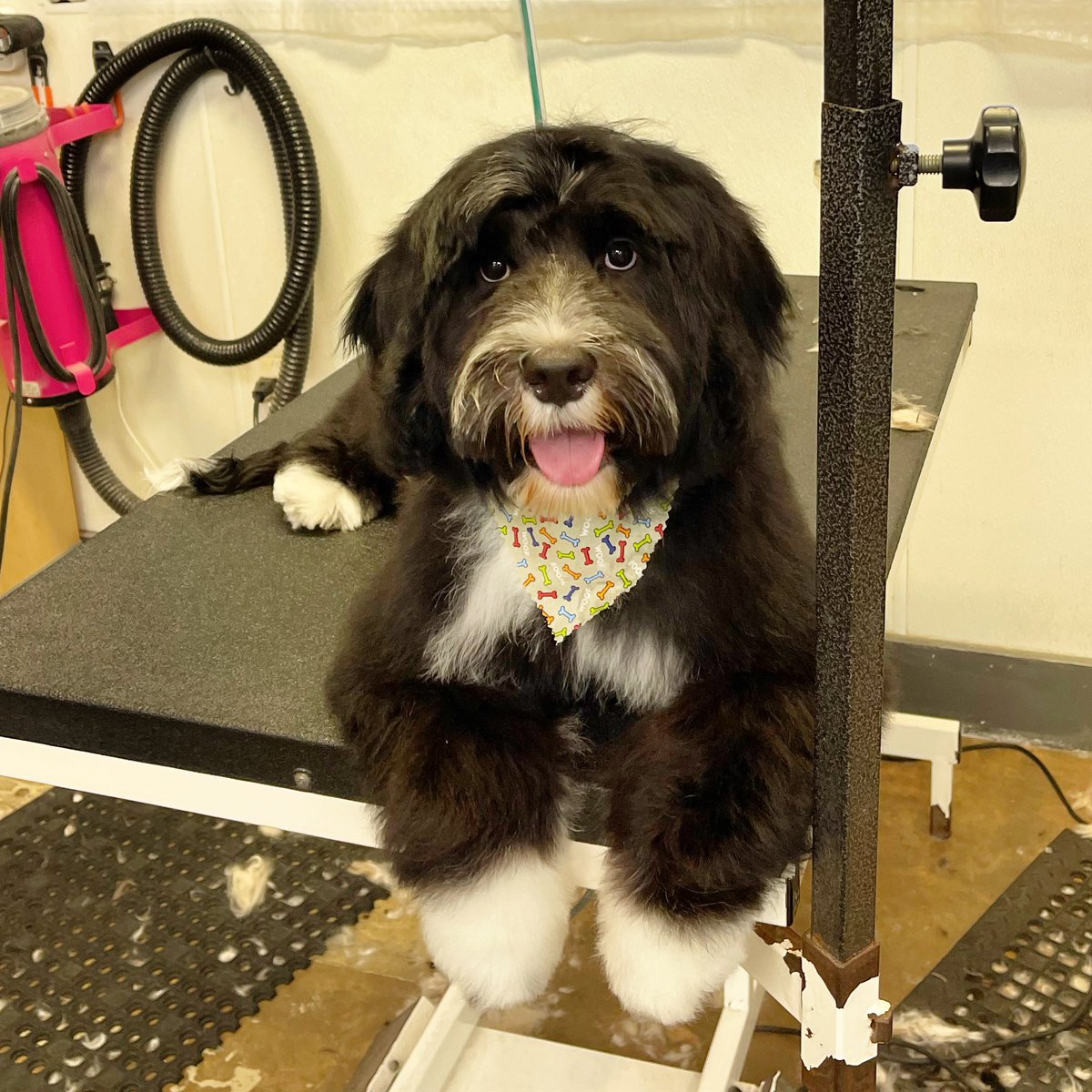 MuttandJoe's tweet photo. Make yourself comfortable at #muttandjoe! 🐶☕️
.
.
.
#dogwash #doggrooming #coffeeshop #marylandgroomers #marylanddogs #marylanddogspots #marylandcoffee #mddogs #severnapark #severnaparkmd #severnaparkdogs https://t.co/hW24hodiUP