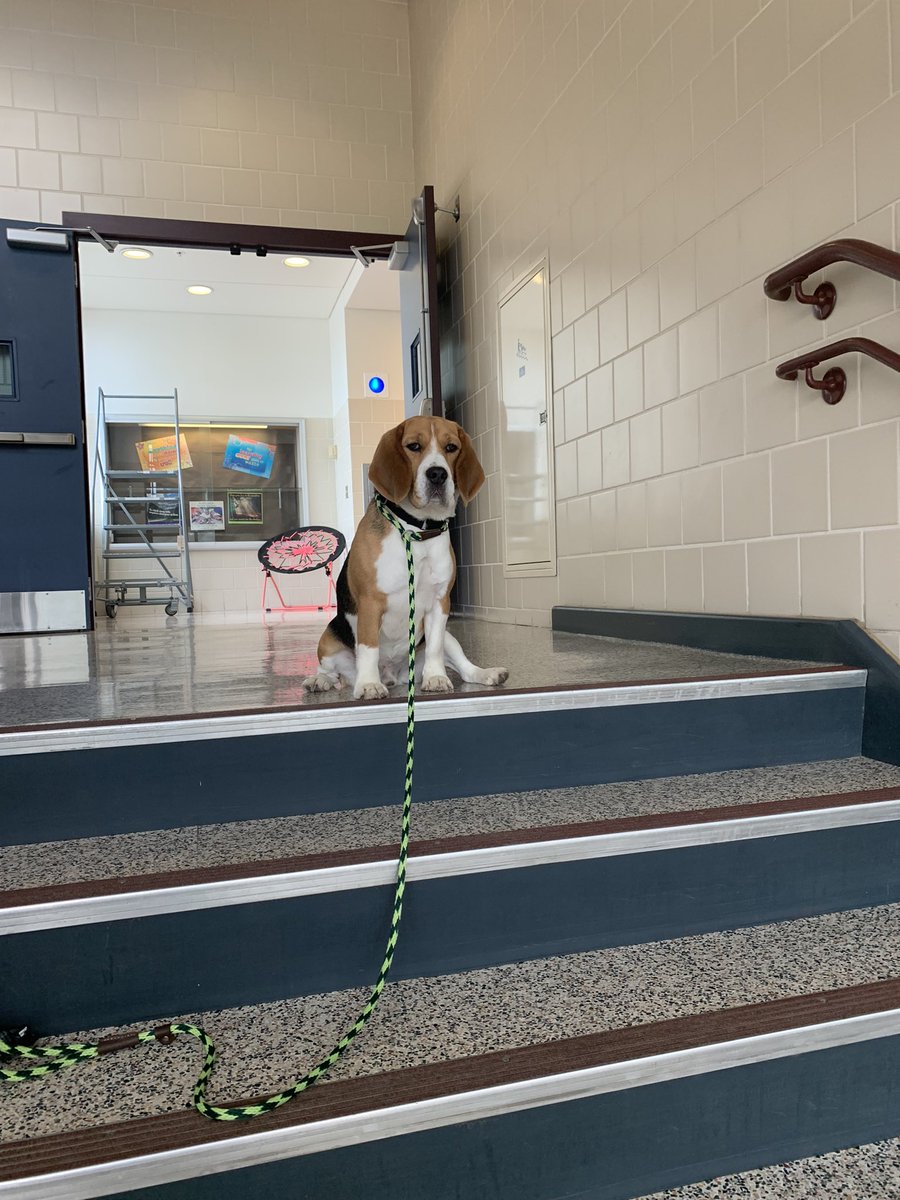 hmosertweets's tweet photo. Puppy love @EPSDJefferson with Mario @EPSDTherapyDogs. Mario visited classrooms today for the first time and was a huge hit with everyone! #eastpennPROUD https://t.co/76lrzjhA2U
