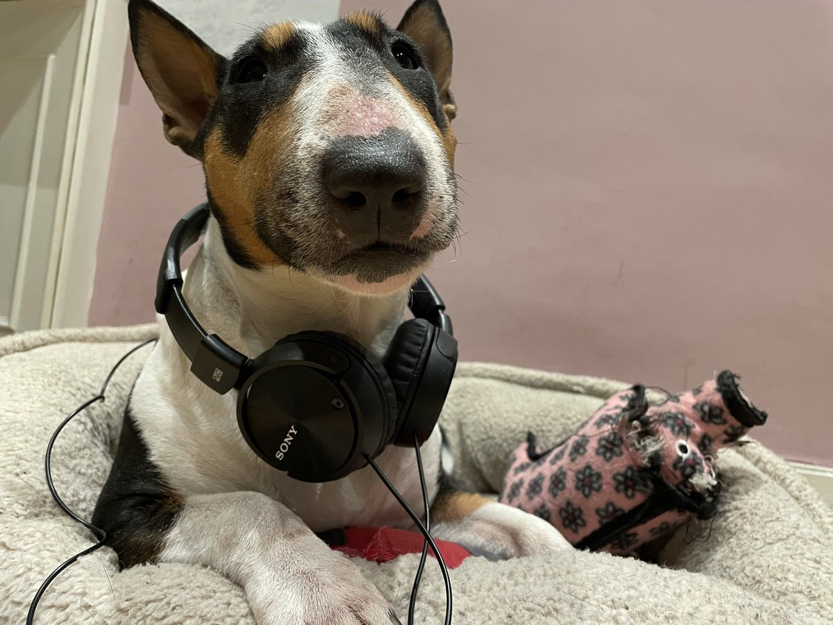annawebbdogs tweet picture