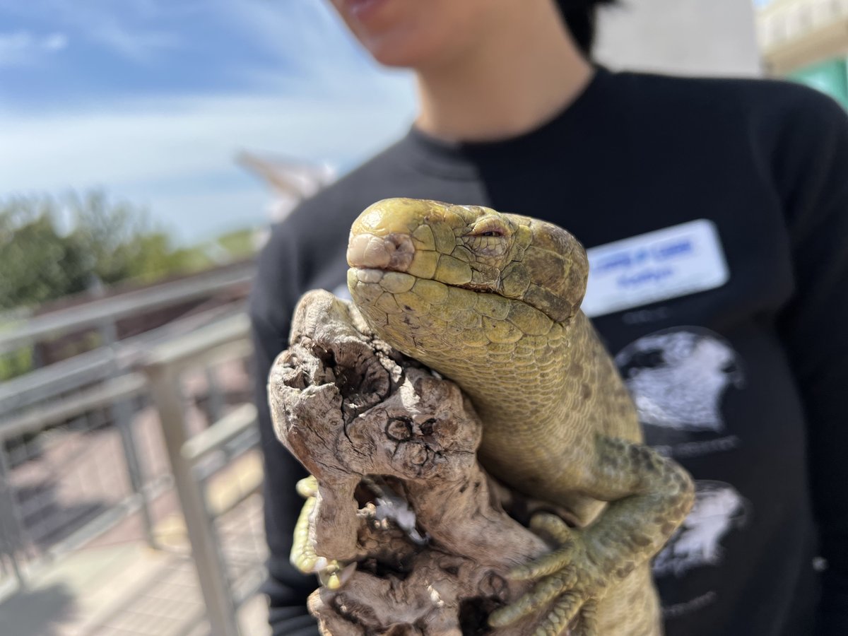 We all want to be as unbothered as Fern enjoying the sun ☺️ #solomonislandskink