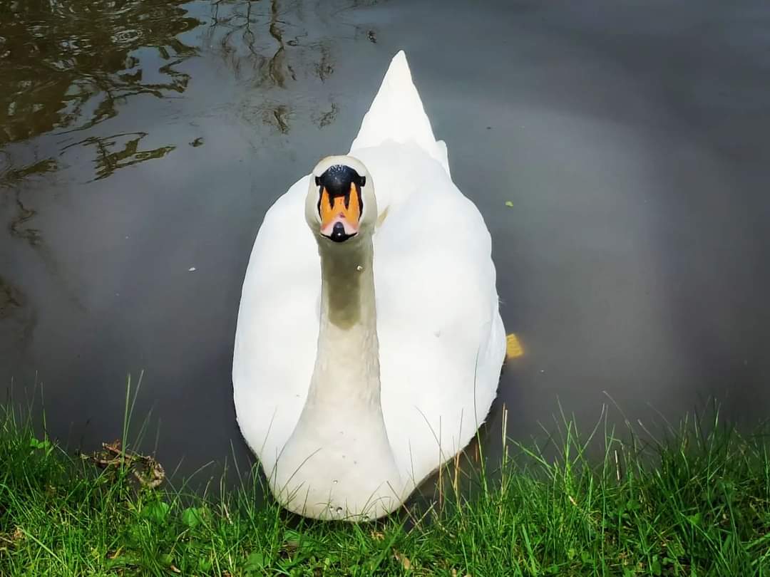 grannygrumps70's tweet photo. @LynnParsonsUK nice walk along the canal met a few feathered friends along the way https://t.co/347dXwrtNX